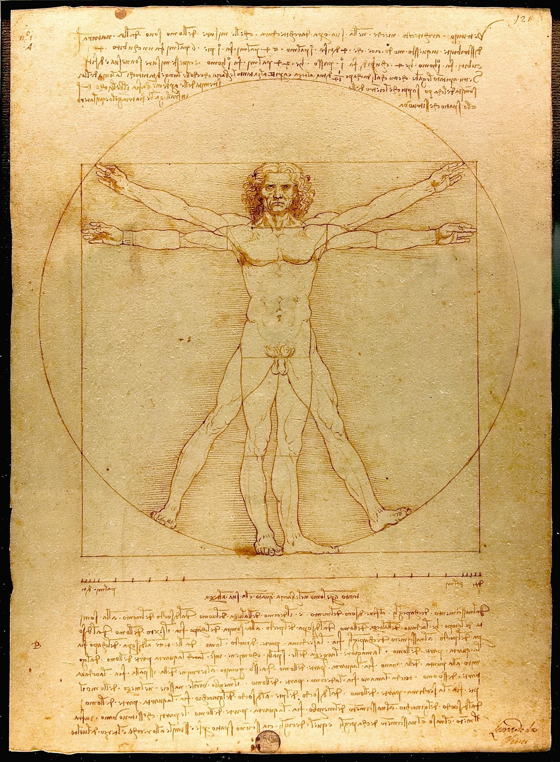 Vitruvian Man sketch